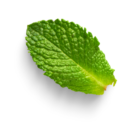Mint Leaf