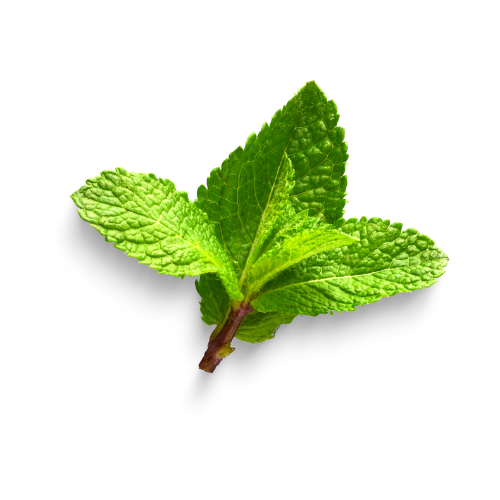 Mint Leaf